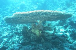Tischkoralle (Acropora pulchra)